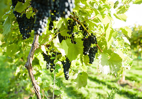 Cornerfield Wine Co in Huron County, Durand Construction